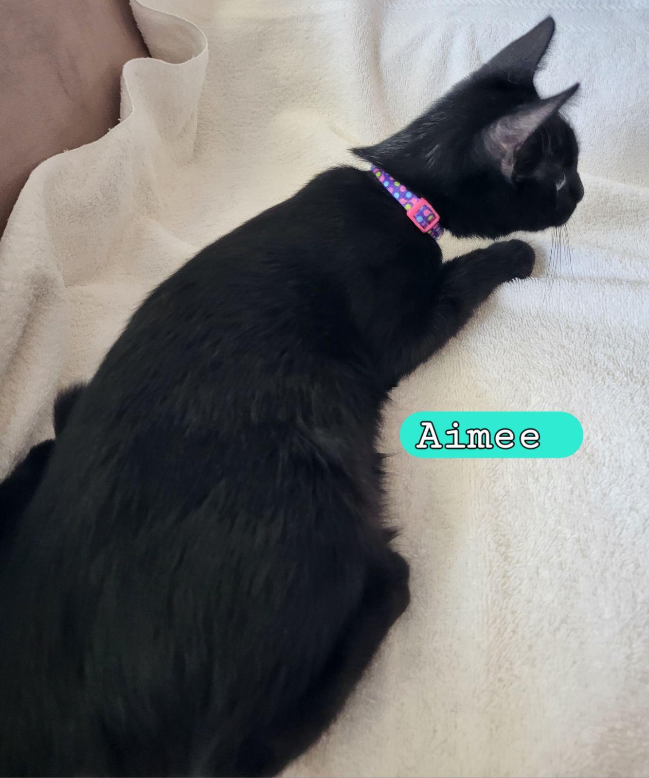 Enlarge Aimee, an adopted Domestic Short Hair in Moorestown, NJ image 3/5