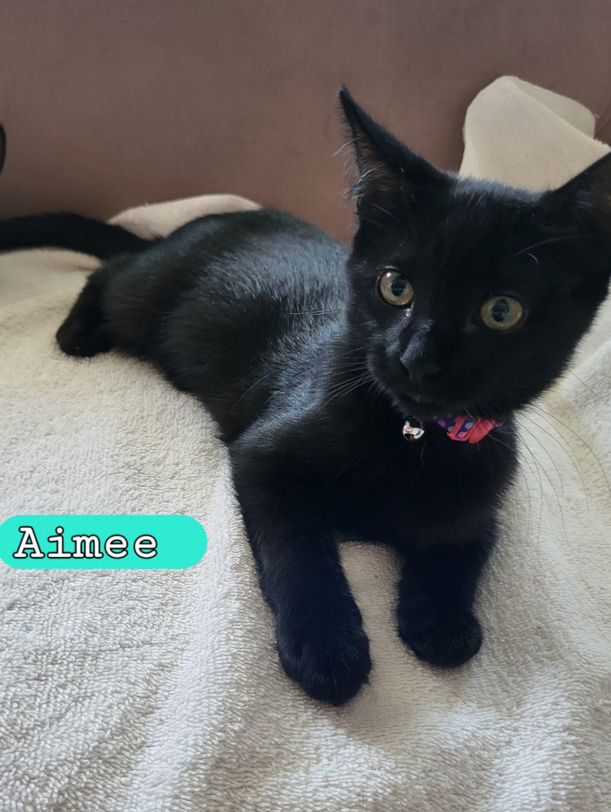 Enlarge Aimee, an adopted Domestic Short Hair in Moorestown, NJ image 4/5