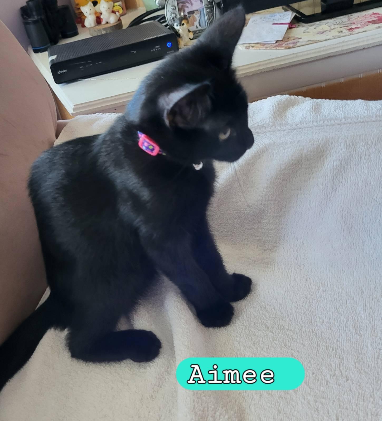 Enlarge Aimee, an adopted Domestic Short Hair in Moorestown, NJ image 5/5