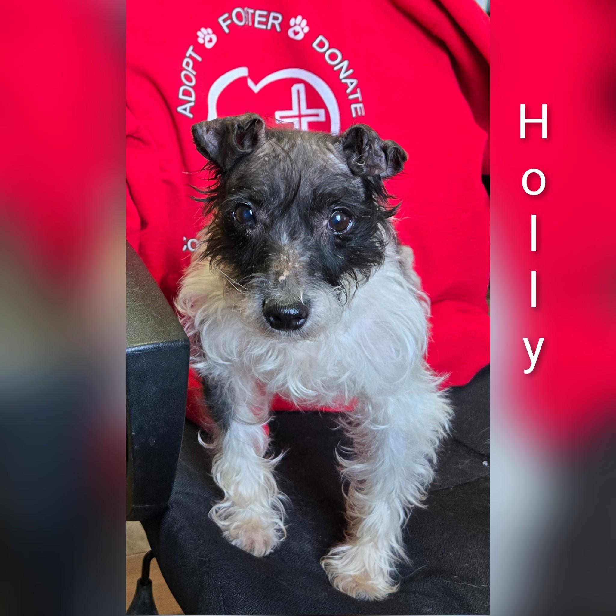 Enlarge Holly, a ADOPTABLE mixed breed in Fredericksburg, VA image 6/6