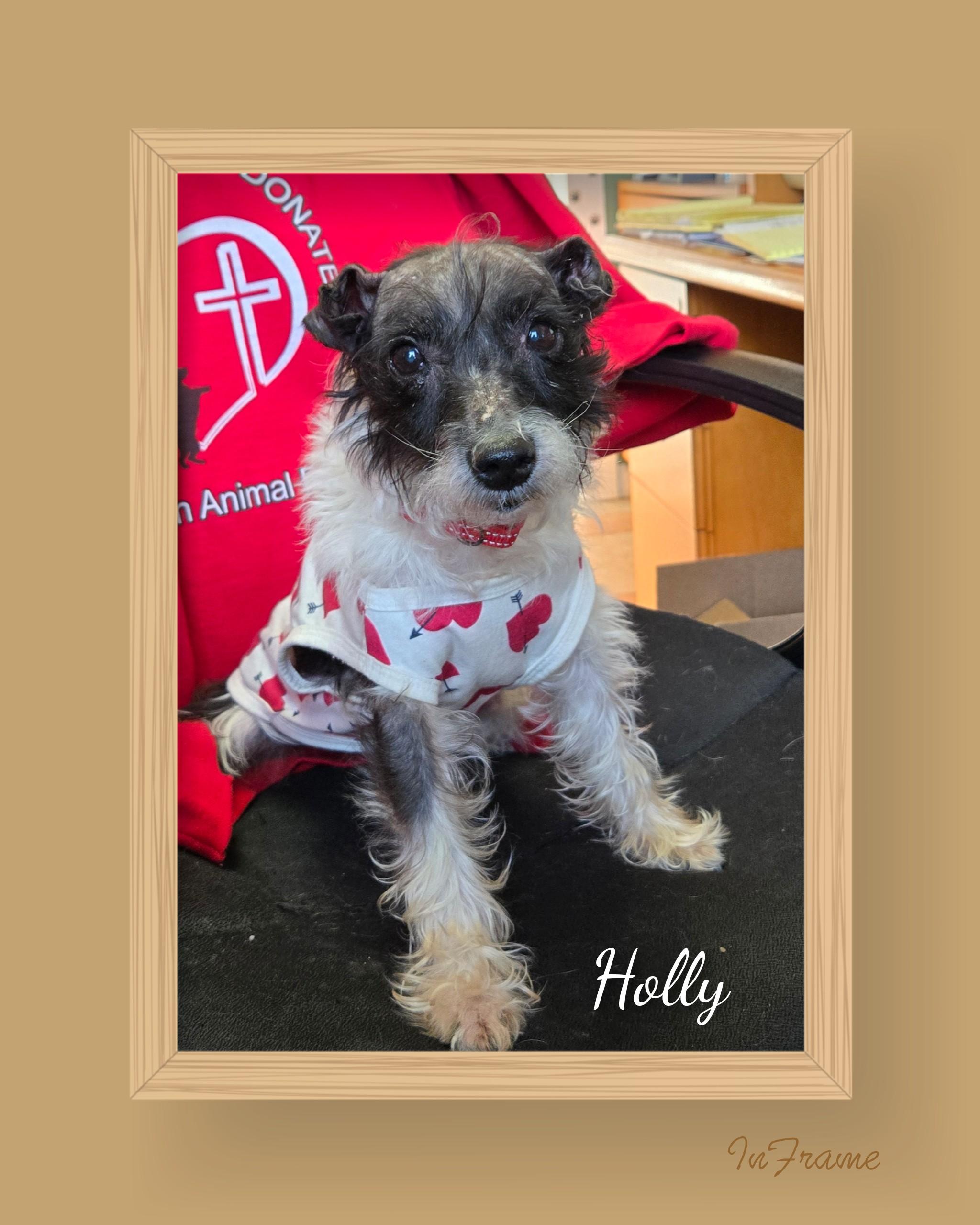 Enlarge Holly, a ADOPTABLE mixed breed in Fredericksburg, VA image 2/6