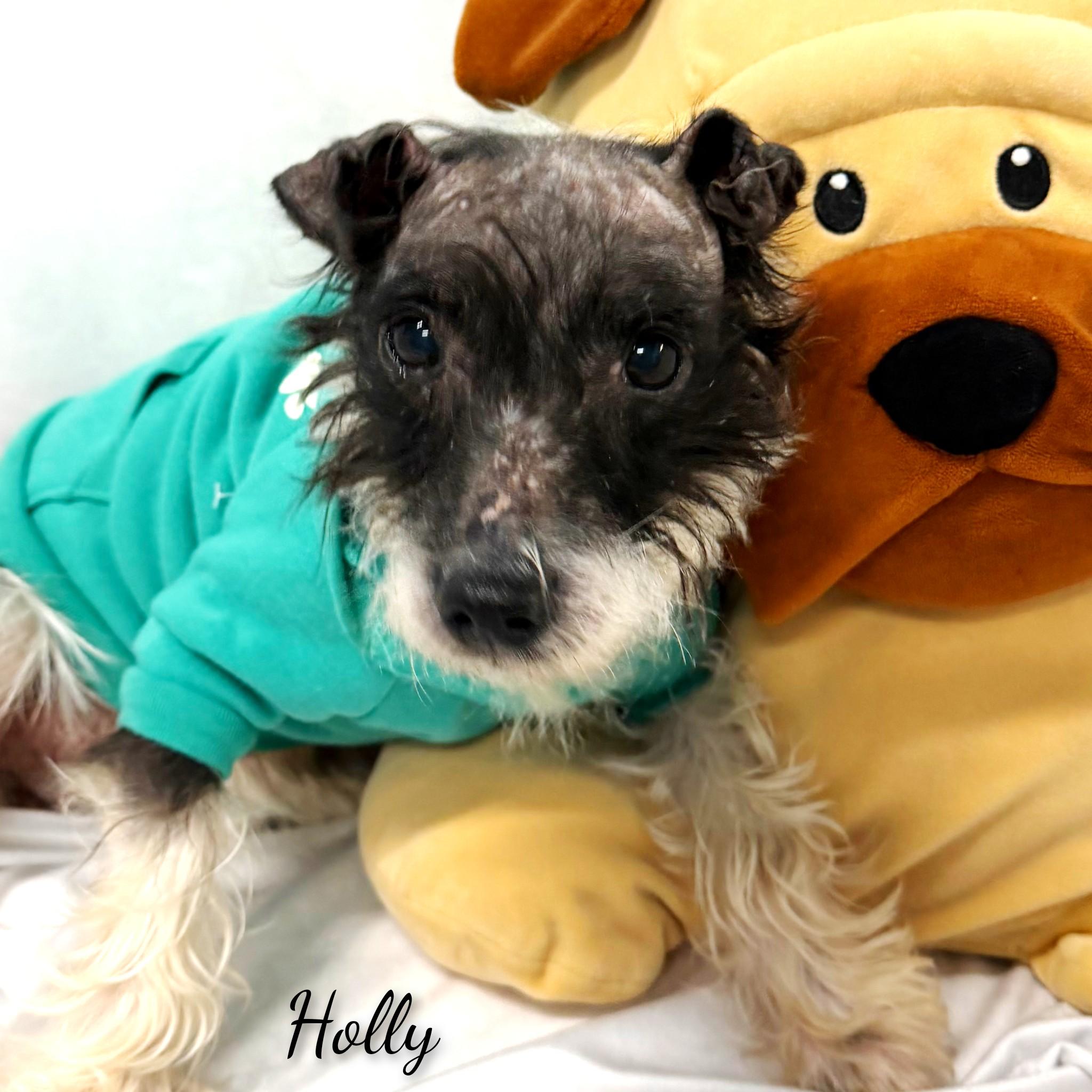 Enlarge Holly, a ADOPTABLE mixed breed in Fredericksburg, VA image 3/6