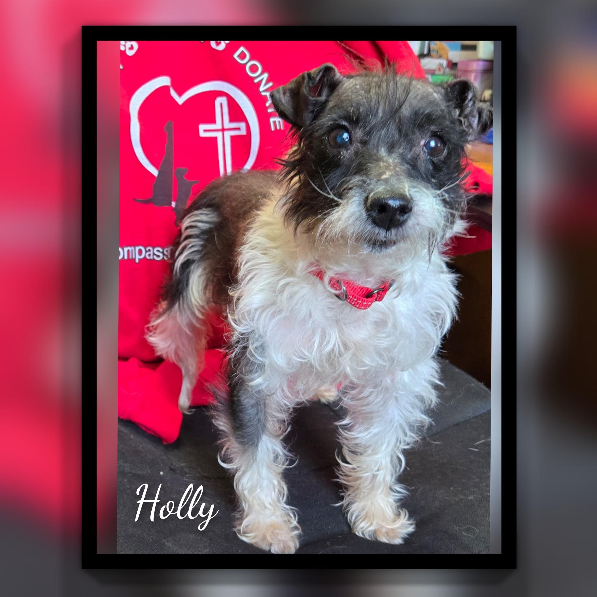 Enlarge Holly, a ADOPTABLE mixed breed in Fredericksburg, VA image 4/6