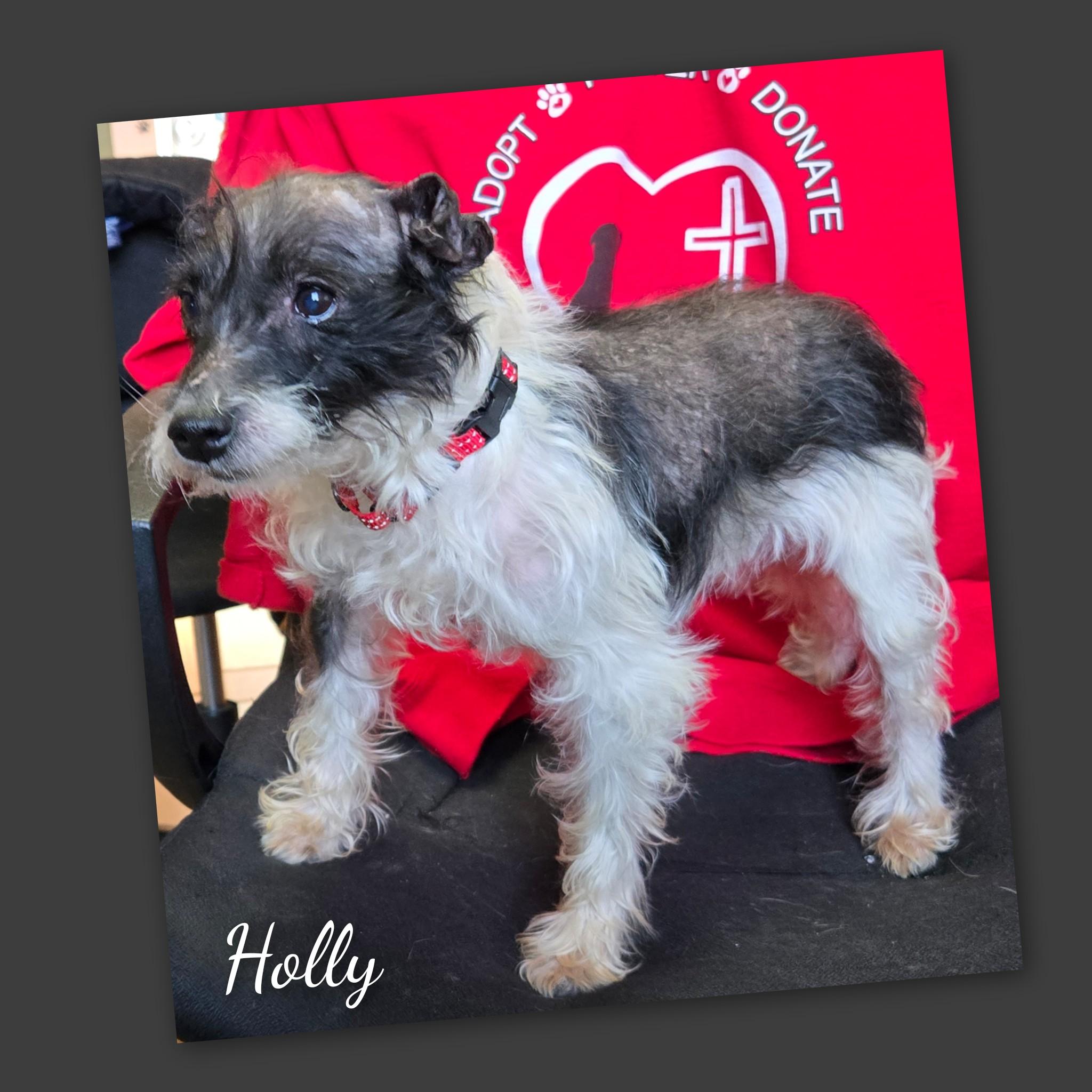 Enlarge Holly, a ADOPTABLE mixed breed in Fredericksburg, VA image 5/6