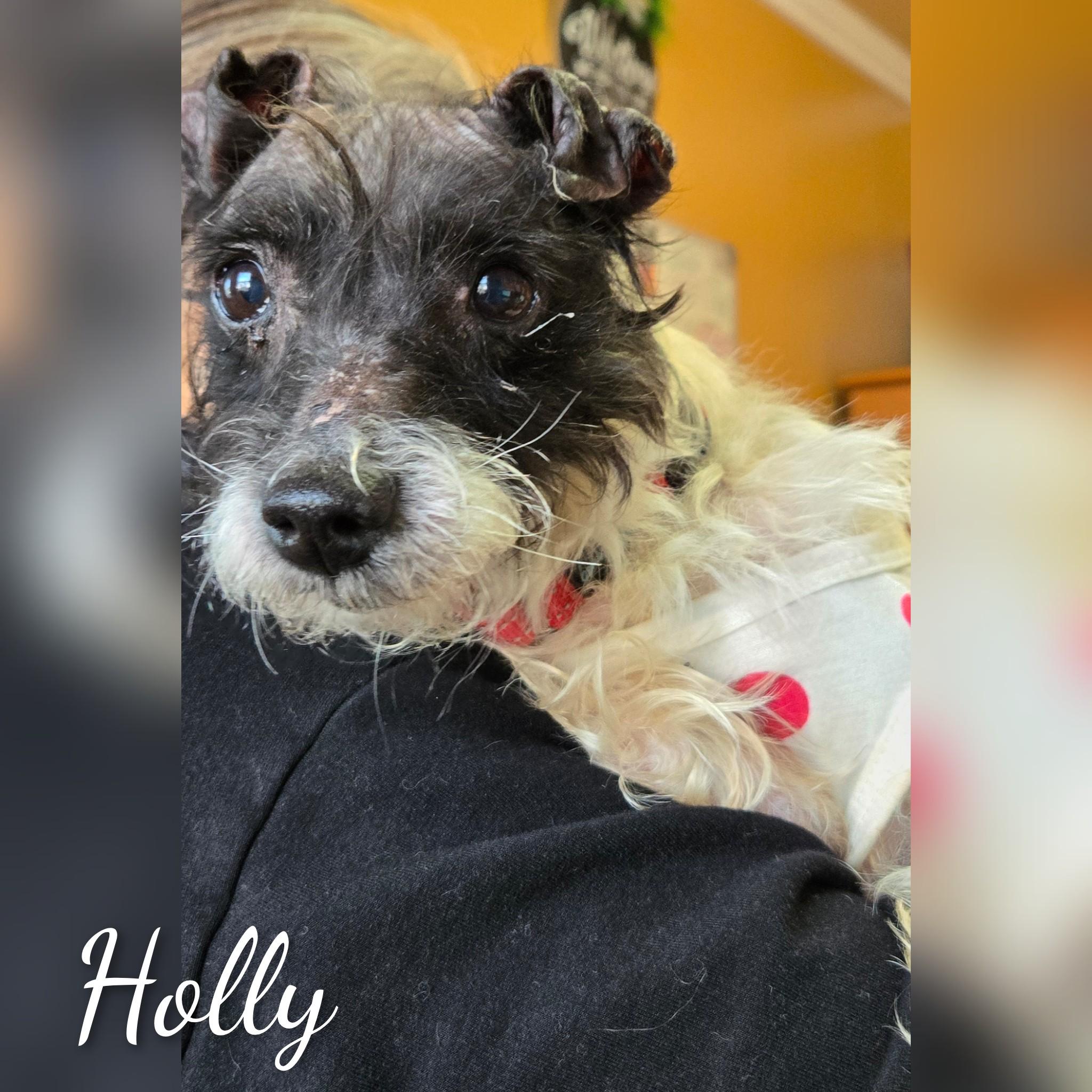 Enlarge Holly, a ADOPTABLE mixed breed in Fredericksburg, VA image 1/6