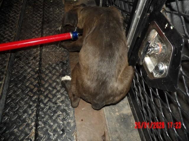 Fozzie, Adoptable, Young Female Mixed Breed.