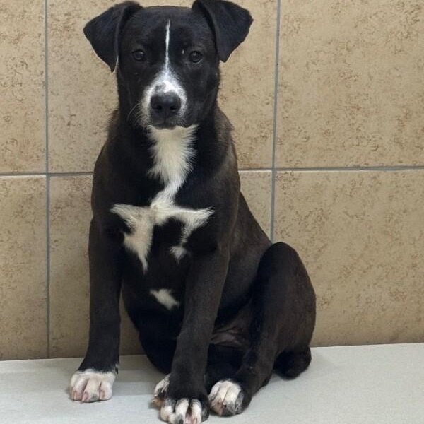 Fozzie, Adoptable, Young Female Mixed Breed.