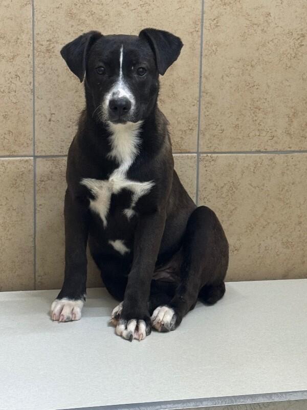 Enlarge Fozzie, a Adoptable Mixed Breed in Hobbs, NM image 2/6