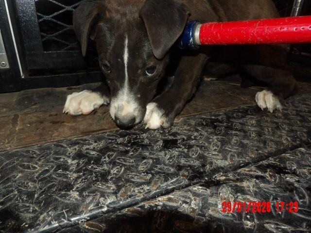 Enlarge Fozzie, a Adoptable Mixed Breed in Hobbs, NM image 3/6