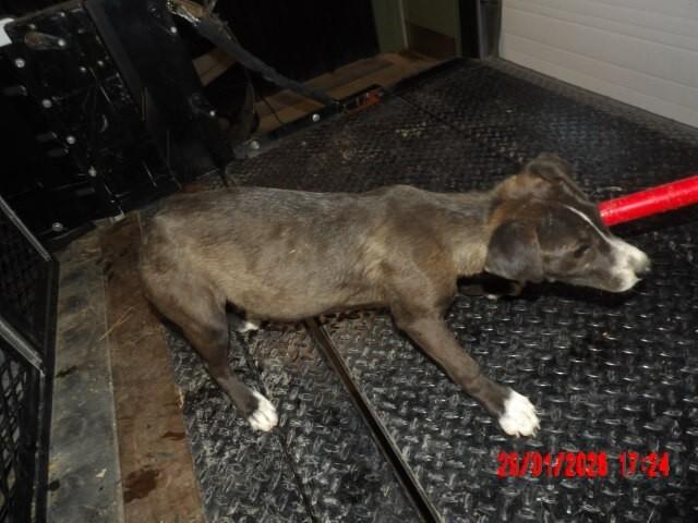 Enlarge Fozzie, a Adoptable Mixed Breed in Hobbs, NM image 4/6