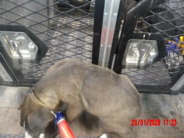 Enlarge Fozzie, a Adoptable Mixed Breed in Hobbs, NM image 5/6