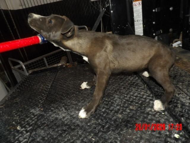 Enlarge Fozzie, a Adoptable Mixed Breed in Hobbs, NM image 6/6