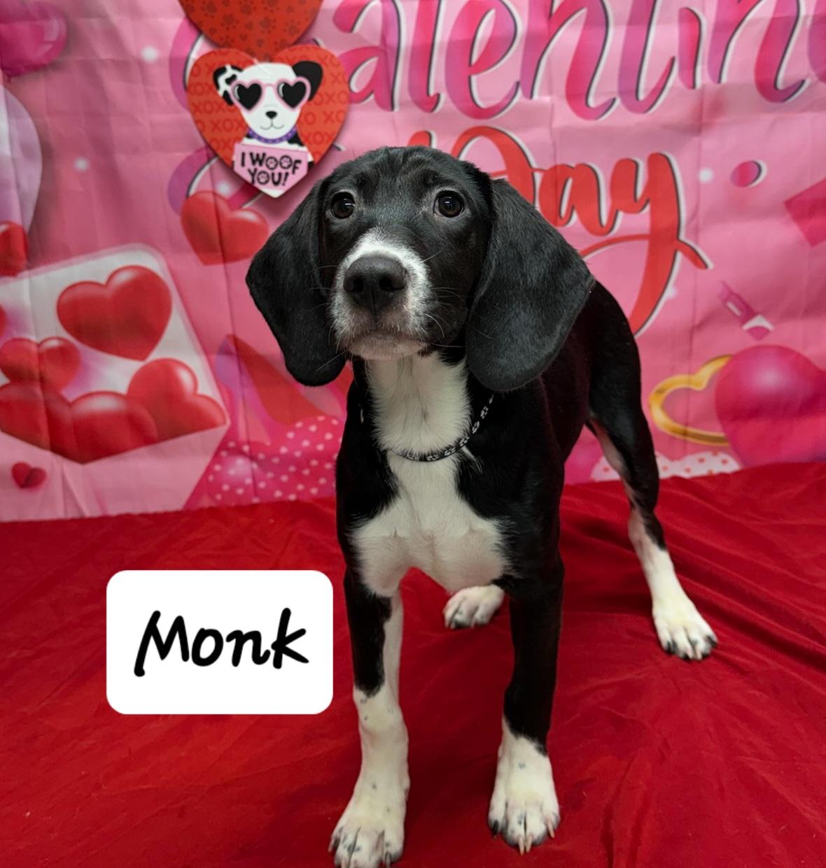 Monk, Adoptable, Puppy Male Hound.