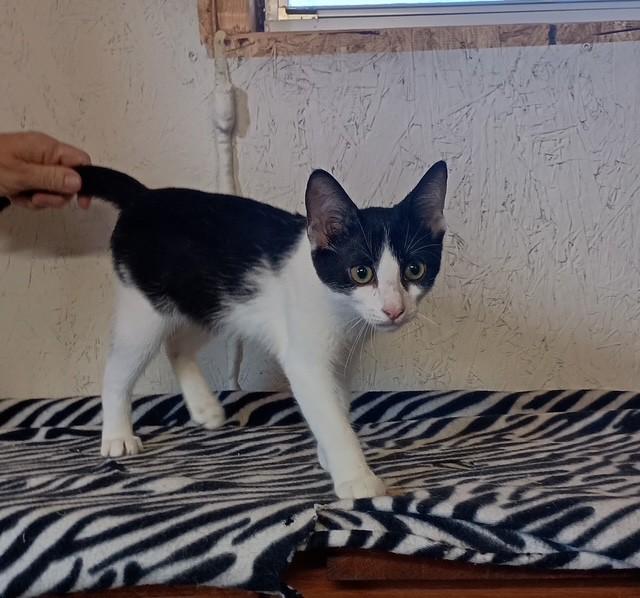 Enlarge Samara, a Adoptable Domestic Short Hair in Centerton, AR image 1/1