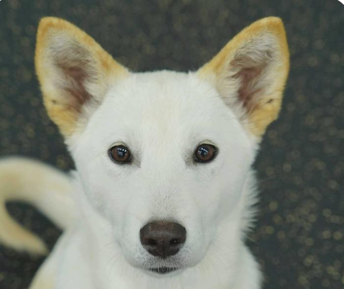 Lala, ADOPTABLE, Puppy Female Jindo.