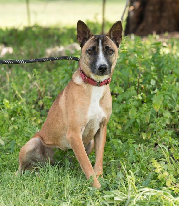 Enlarge Maverick, a Adoptable mixed breed in San Diego, CA image 1/4