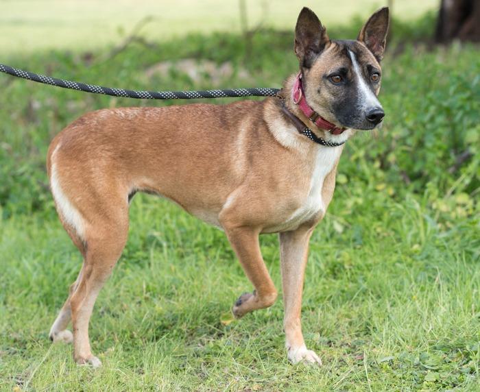 Enlarge Maverick, a Adoptable mixed breed in San Diego, CA image 2/4