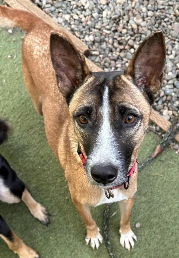 Enlarge Maverick, a Adoptable mixed breed in San Diego, CA image 3/4