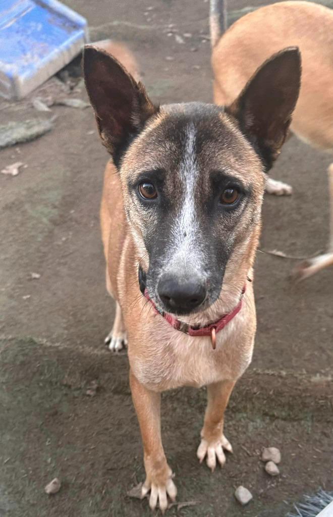 Enlarge Maverick, a Adoptable mixed breed in San Diego, CA image 4/4