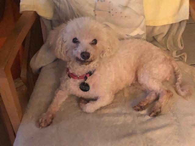 Enlarge Cherub, a Adoptable mixed breed in sylmar, CA image 1/4