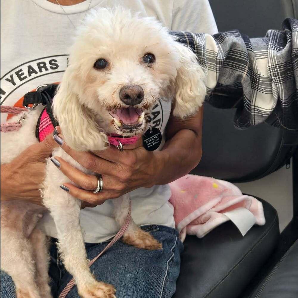 Enlarge Cherub, a Adoptable mixed breed in sylmar, CA image 2/4
