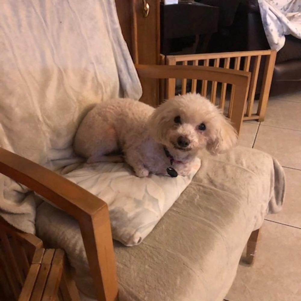 Enlarge Cherub, a Adoptable mixed breed in sylmar, CA image 4/4