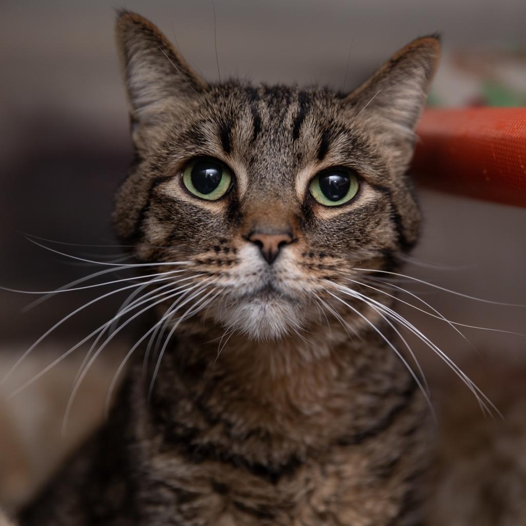 Candy Corn, Adoptable, Senior Male Domestic Short Hair.