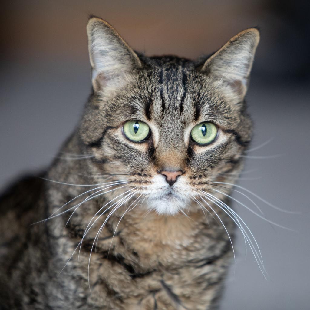 Candy Corn, a Adoptable Domestic Short Hair in Palmdale, CA image 2/6