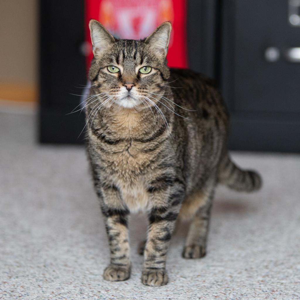 Candy Corn, a Adoptable Domestic Short Hair in Palmdale, CA image 3/6