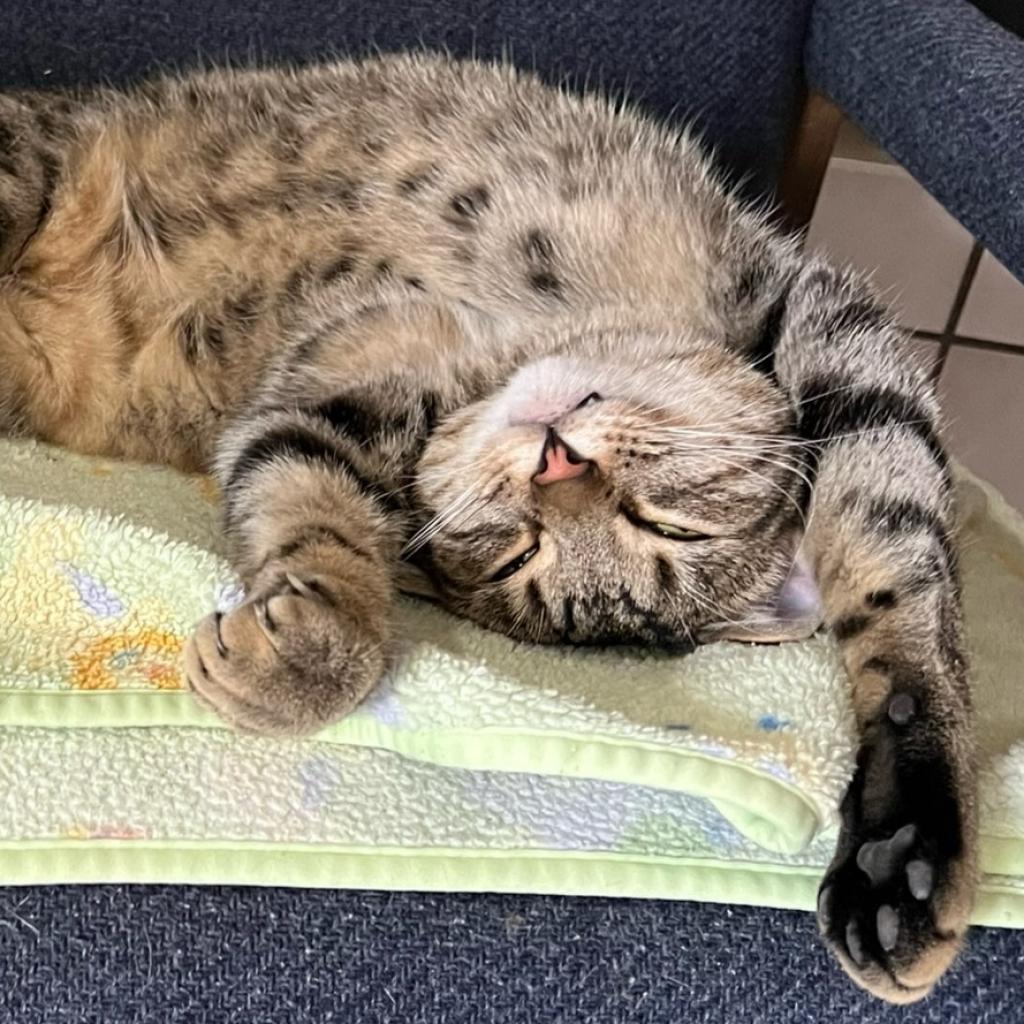 Candy Corn, a Adoptable Domestic Short Hair in Palmdale, CA image 4/6