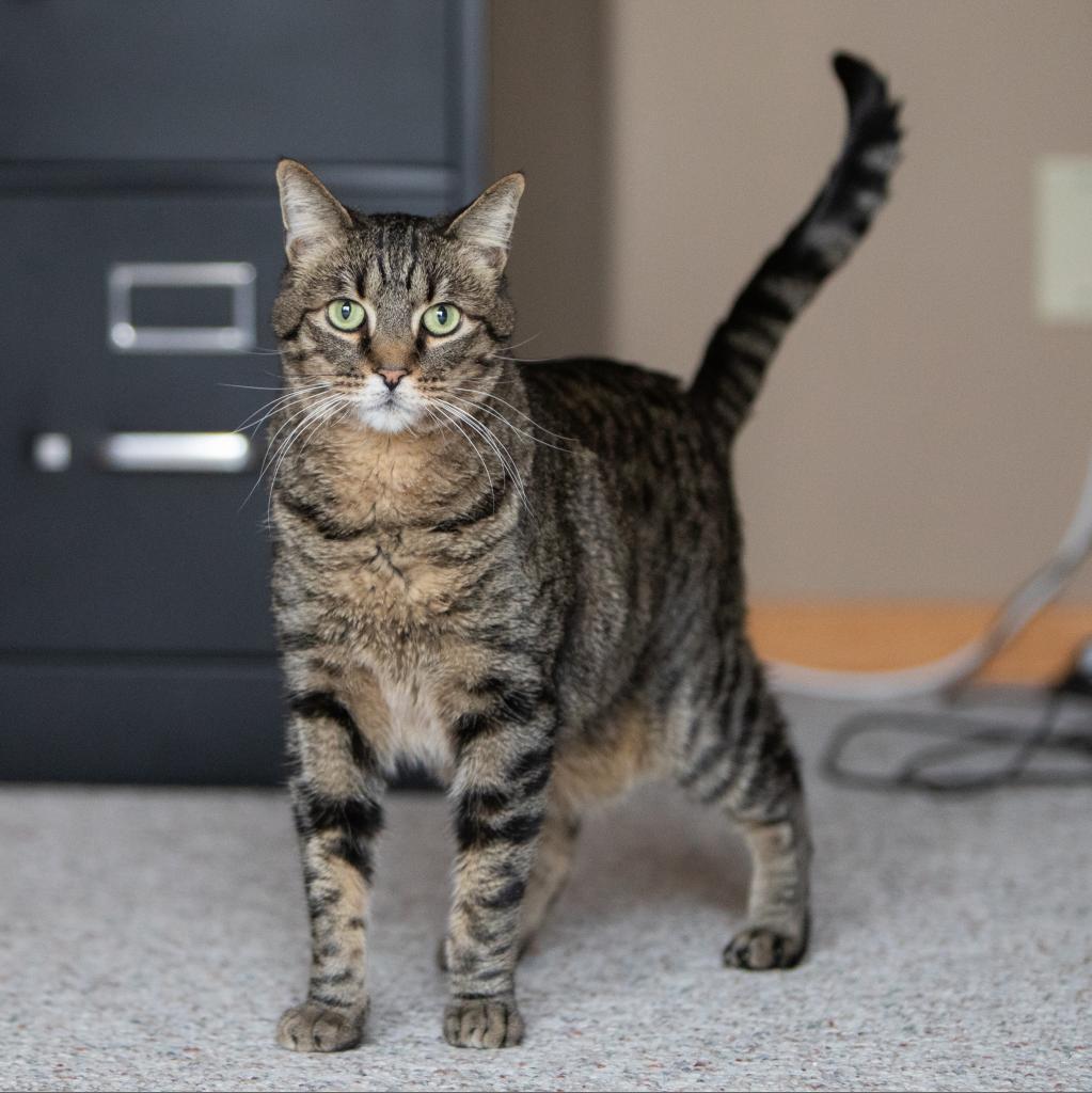 Candy Corn, a Adoptable Domestic Short Hair in Palmdale, CA image 5/6