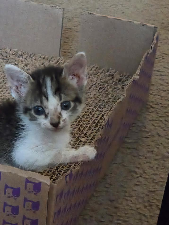 Waddle Dee, Adoptable, Young Male Domestic Short Hair.