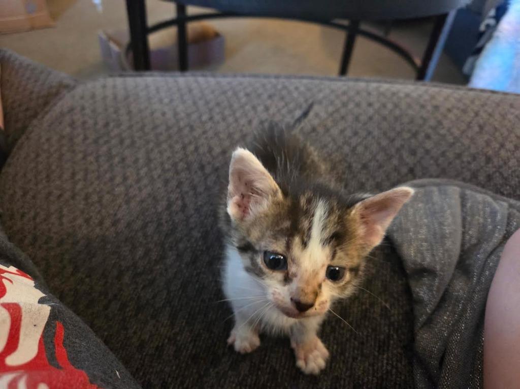 Waddle Dee, a Adoptable mixed breed in Auburn, IN image 2/5