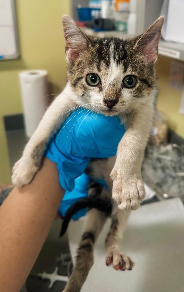 Waddle Dee, a Adoptable mixed breed in Auburn, IN image 3/5