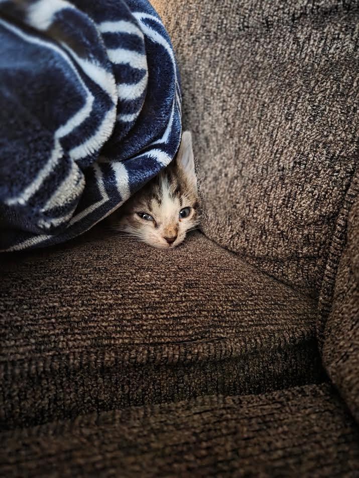 Waddle Dee, a Adoptable mixed breed in Auburn, IN image 4/5