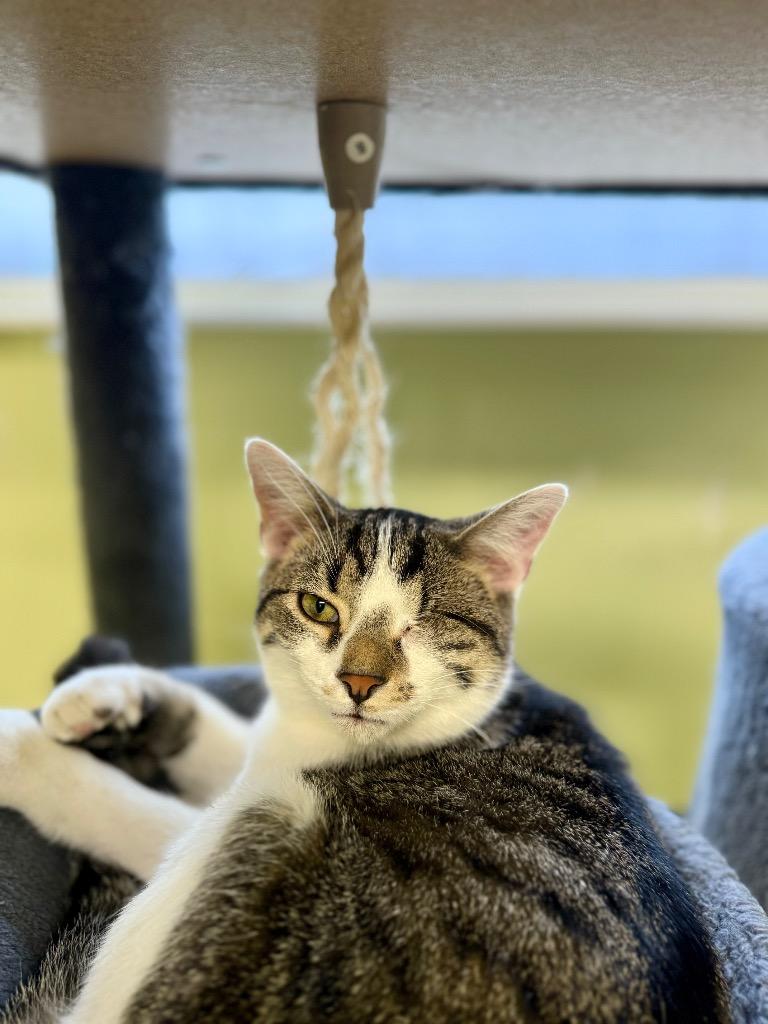 Waddle Dee, Adoptable, Young Male Domestic Short Hair.