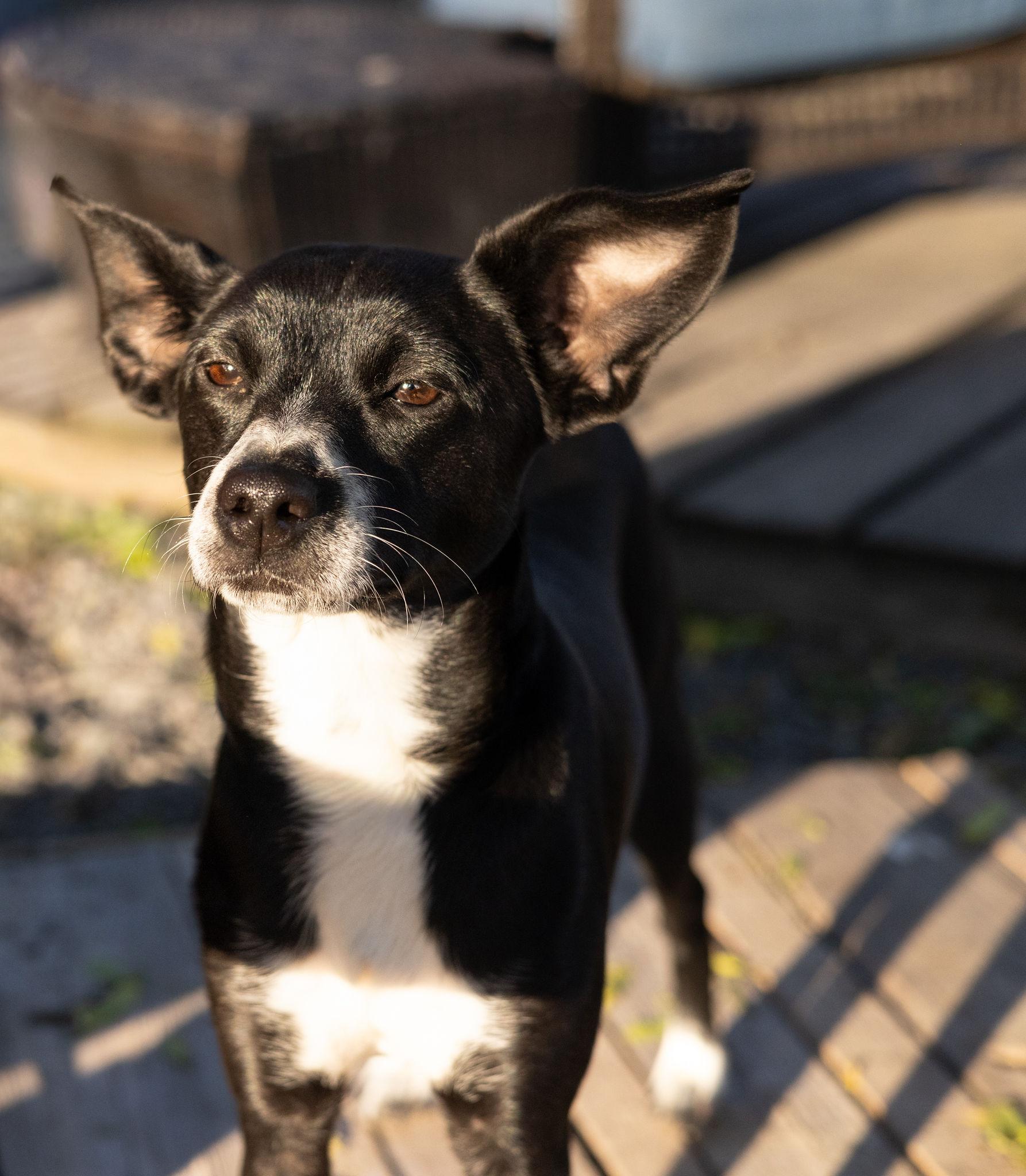 Enlarge Paisley, a Adoptable mixed breed in Pointe-Claire, QC image 4/5