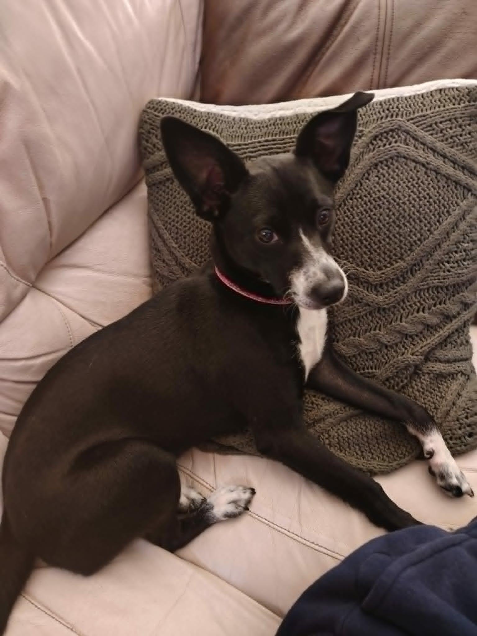 Enlarge Paisley, a Adoptable mixed breed in Pointe-Claire, QC image 2/5