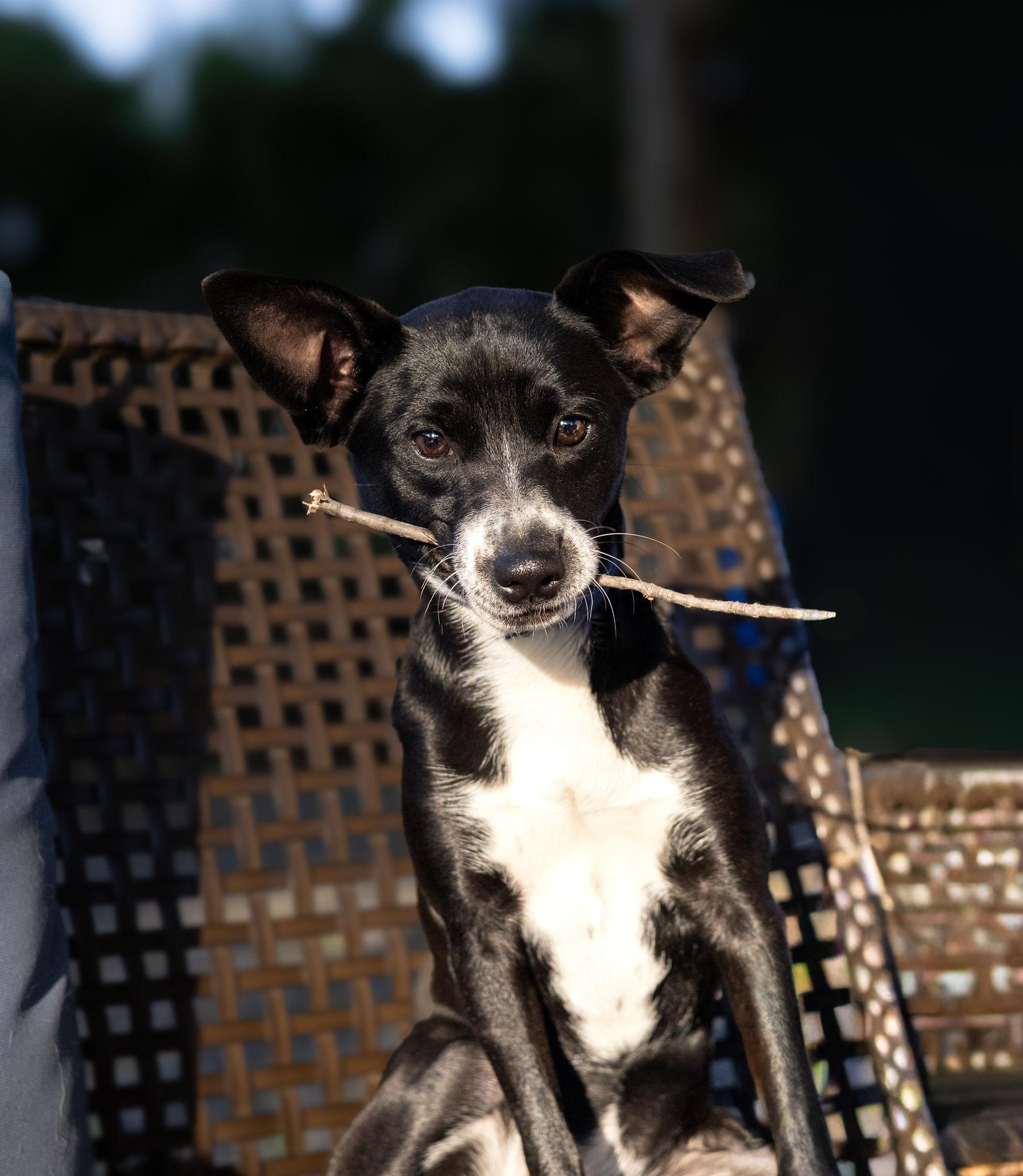 Enlarge Paisley, a Adoptable mixed breed in Pointe-Claire, QC image 3/5