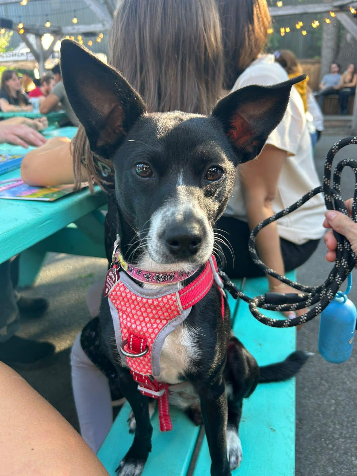 Enlarge Paisley, a Adoptable mixed breed in Pointe-Claire, QC image 5/5