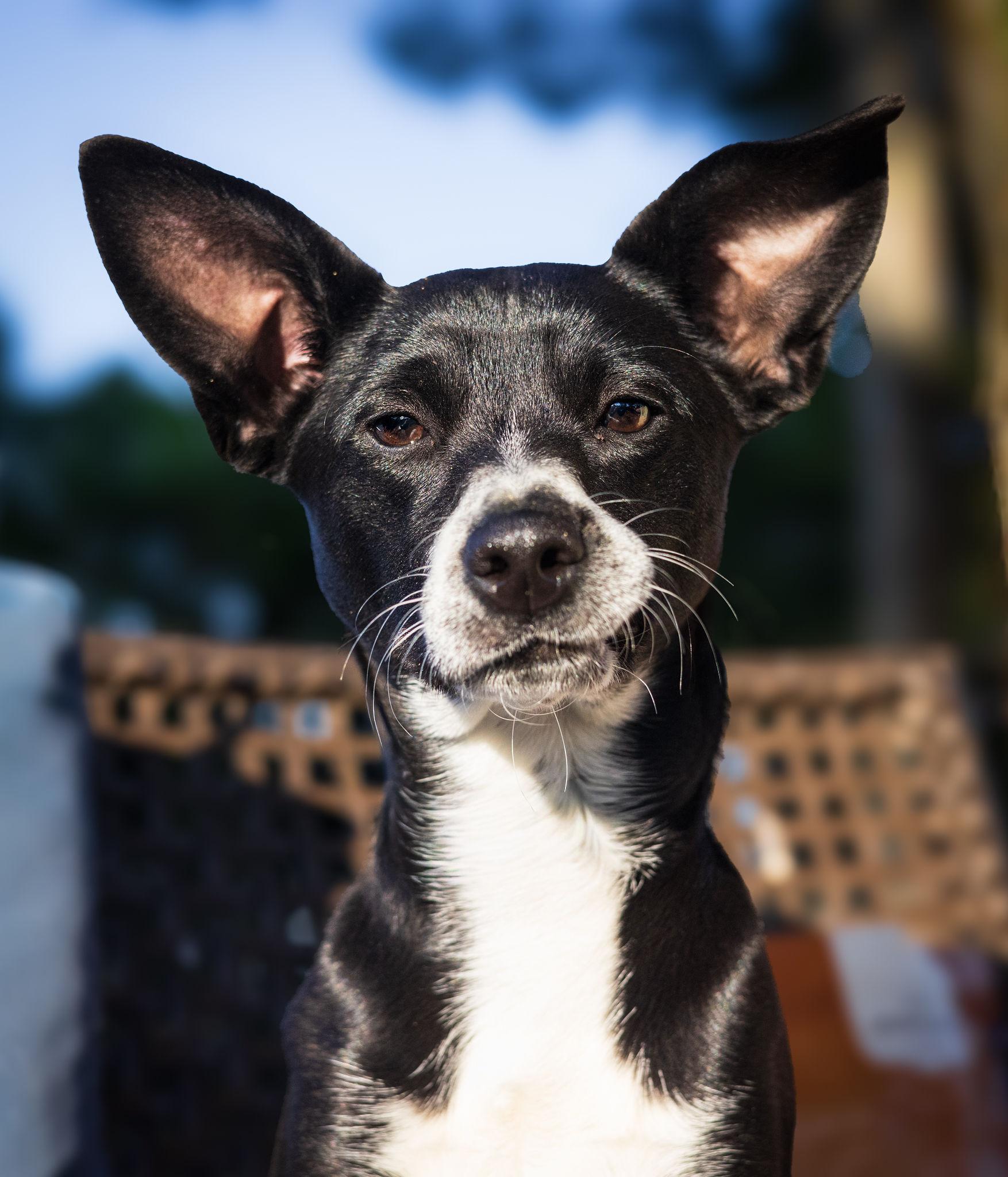 Enlarge Paisley, a Adoptable mixed breed in Pointe-Claire, QC image 1/5