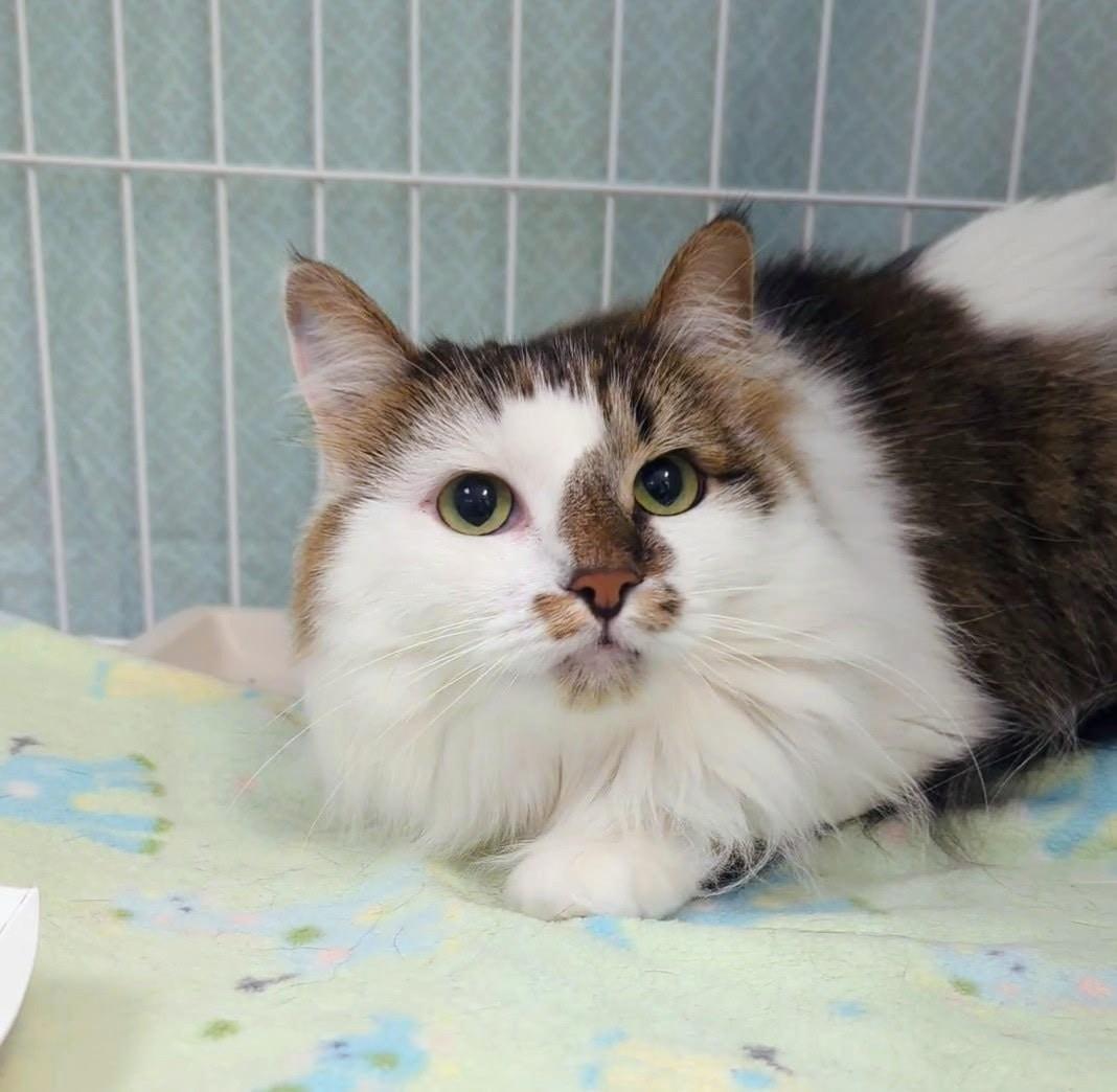 Sassy, ADOPTABLE, Adult Female Domestic Long Hair.