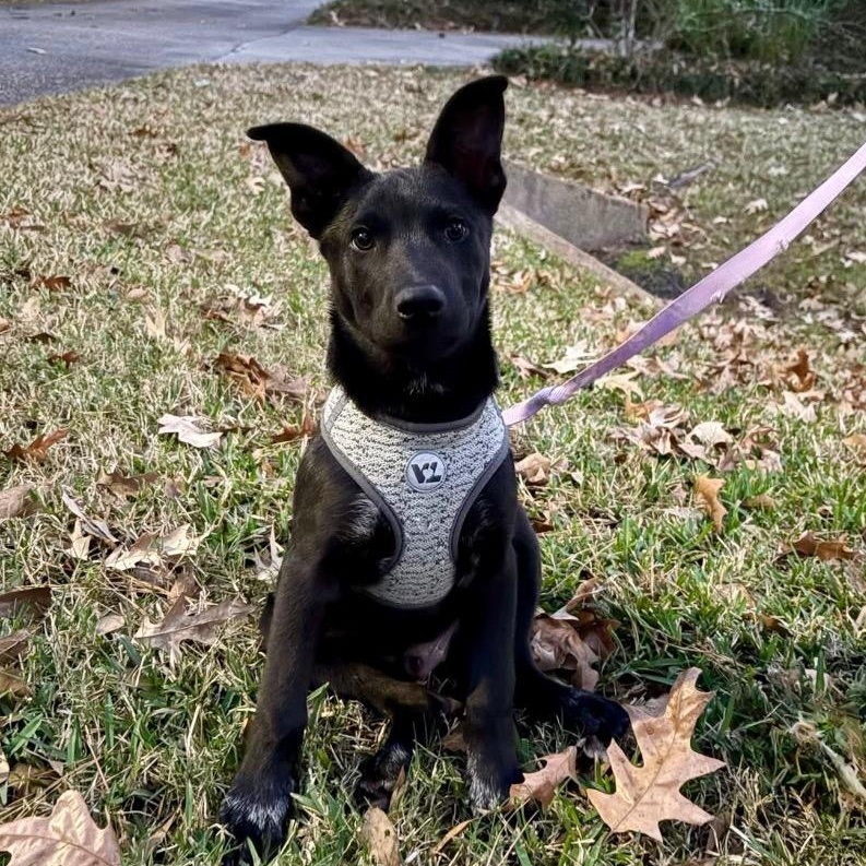 Enlarge Palmer, a Adoptable Labrador Retriever in Bellevue, WA image 1/3