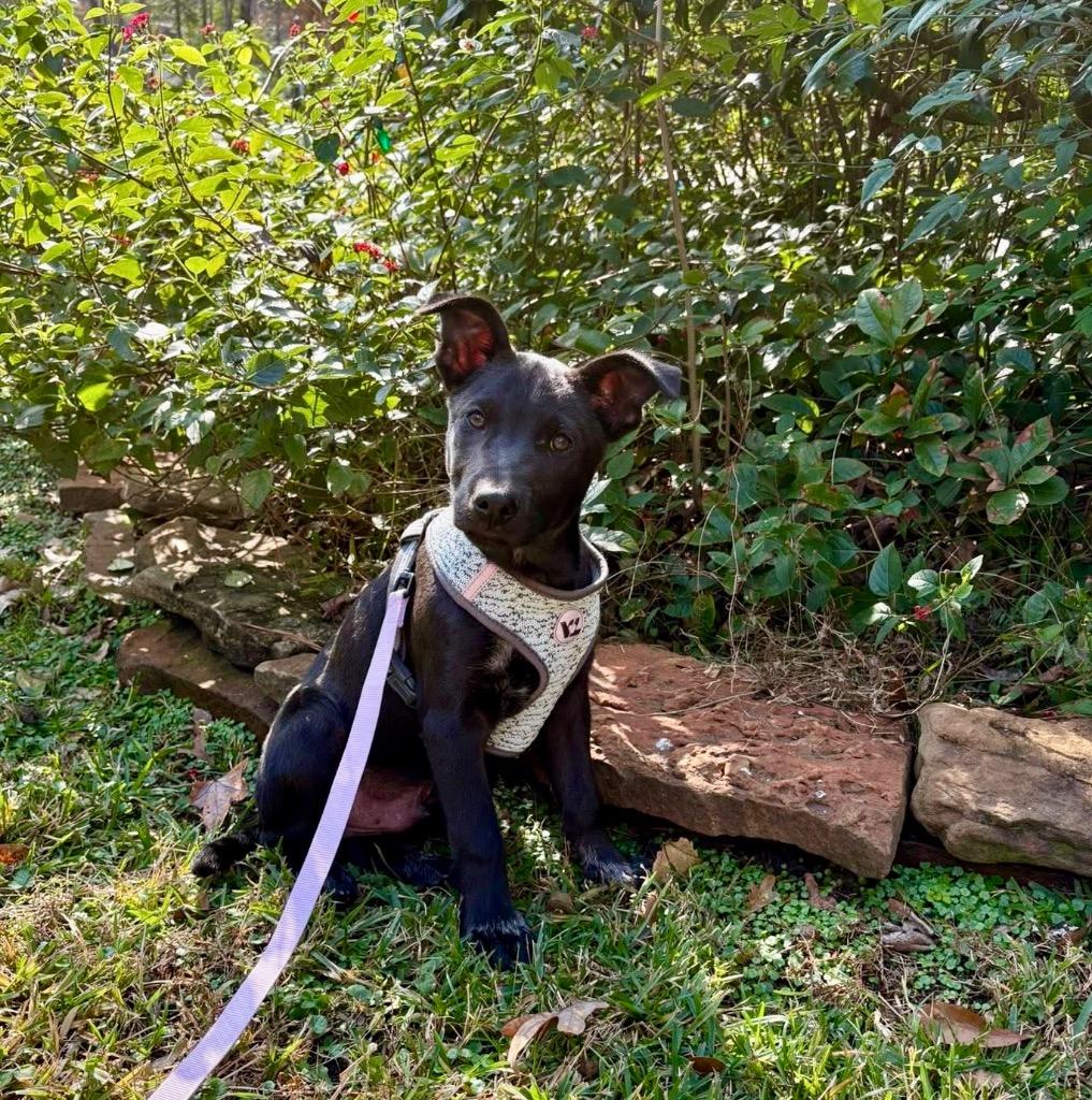 Enlarge Palmer, a Adoptable Labrador Retriever in Bellevue, WA image 3/3