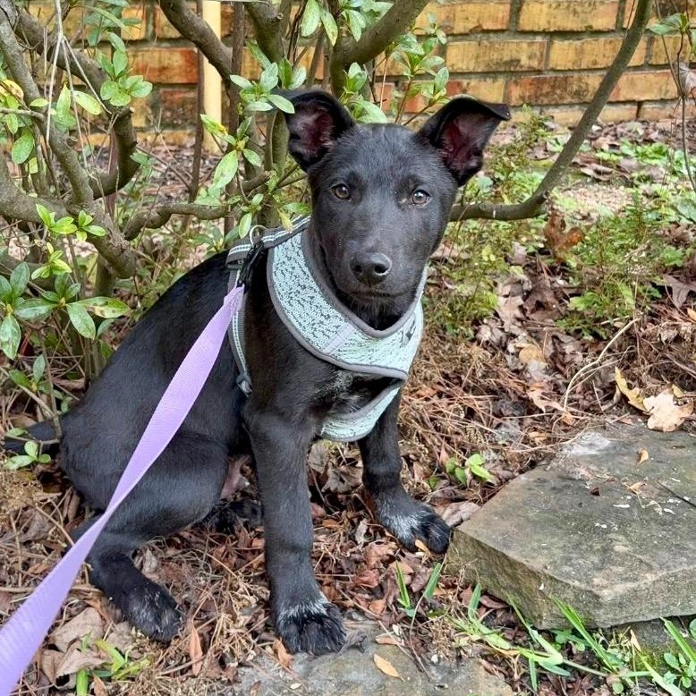 Enlarge Palmer, a Adoptable Labrador Retriever in Bellevue, WA image 2/3