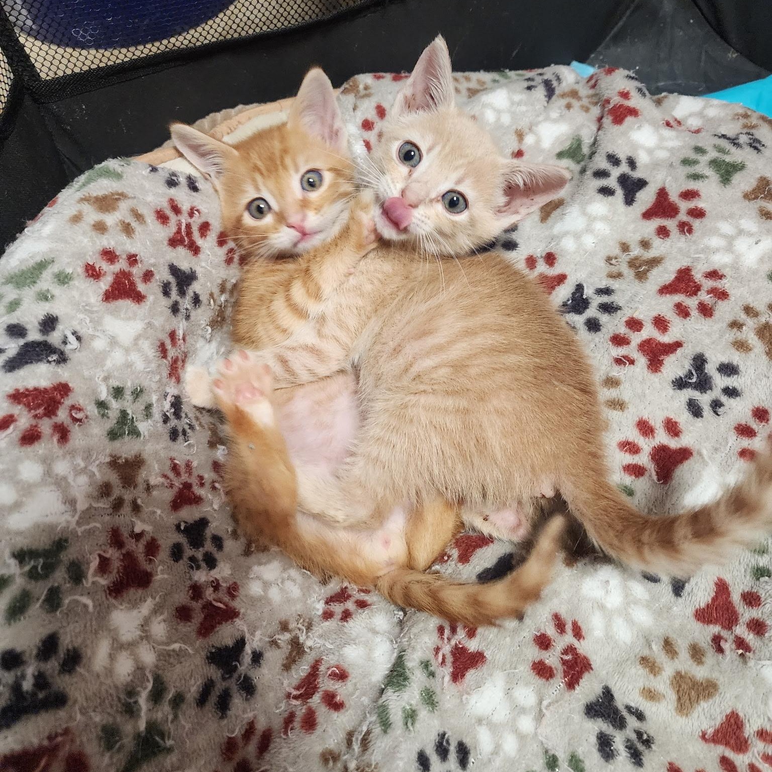 Tigger 4