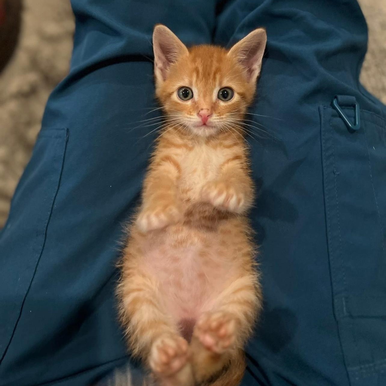 Tigger 3