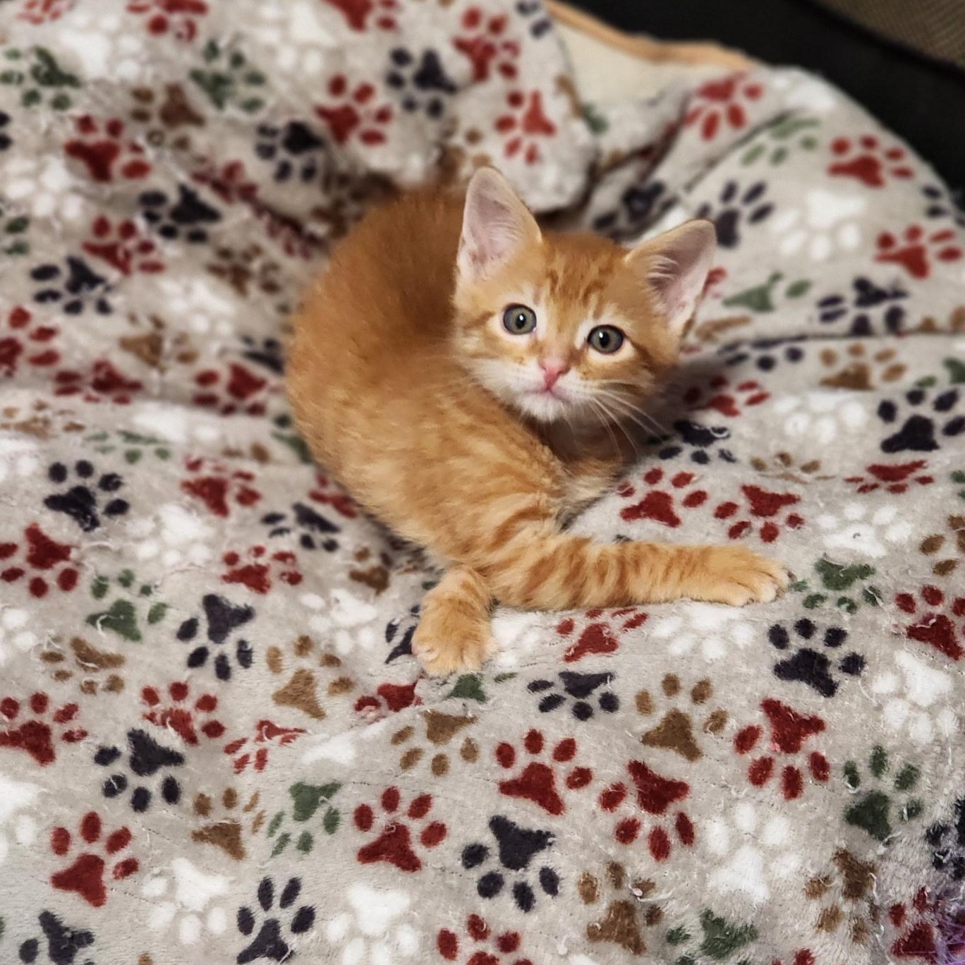 Tigger