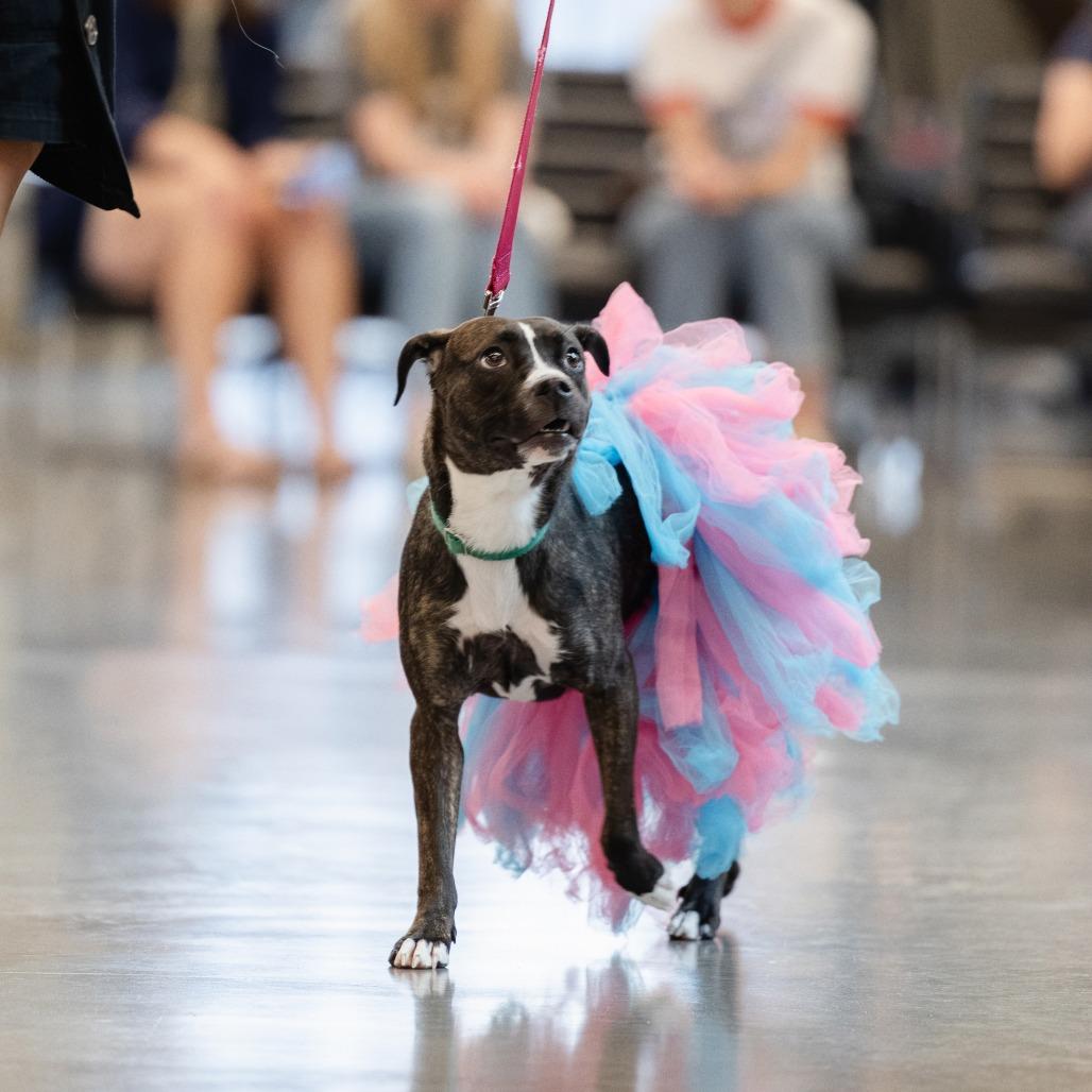 Enlarge Marge--In Foster, a Adoptable mixed breed in Fargo, ND image 1/4
