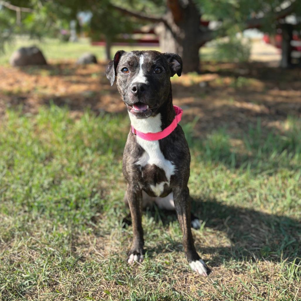 Enlarge Marge--In Foster, a Adoptable mixed breed in Fargo, ND image 3/4